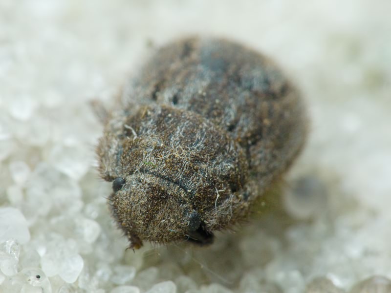 Odontoscelis (Odontoscelis) lineola Rambur, 1839